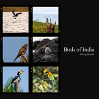 birds-of-India